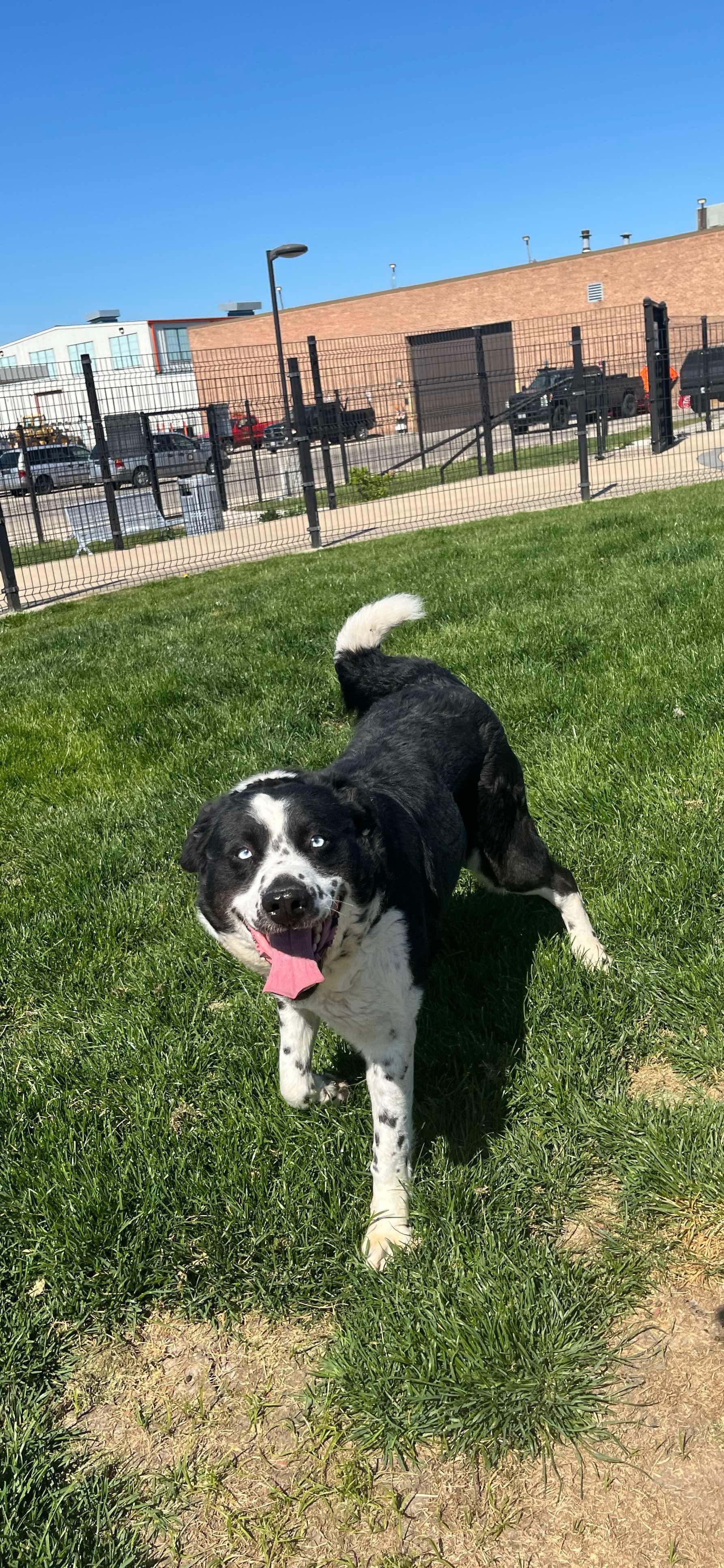 Kiki, a Adopted mixed breed in Cicero, IL image 1/3
