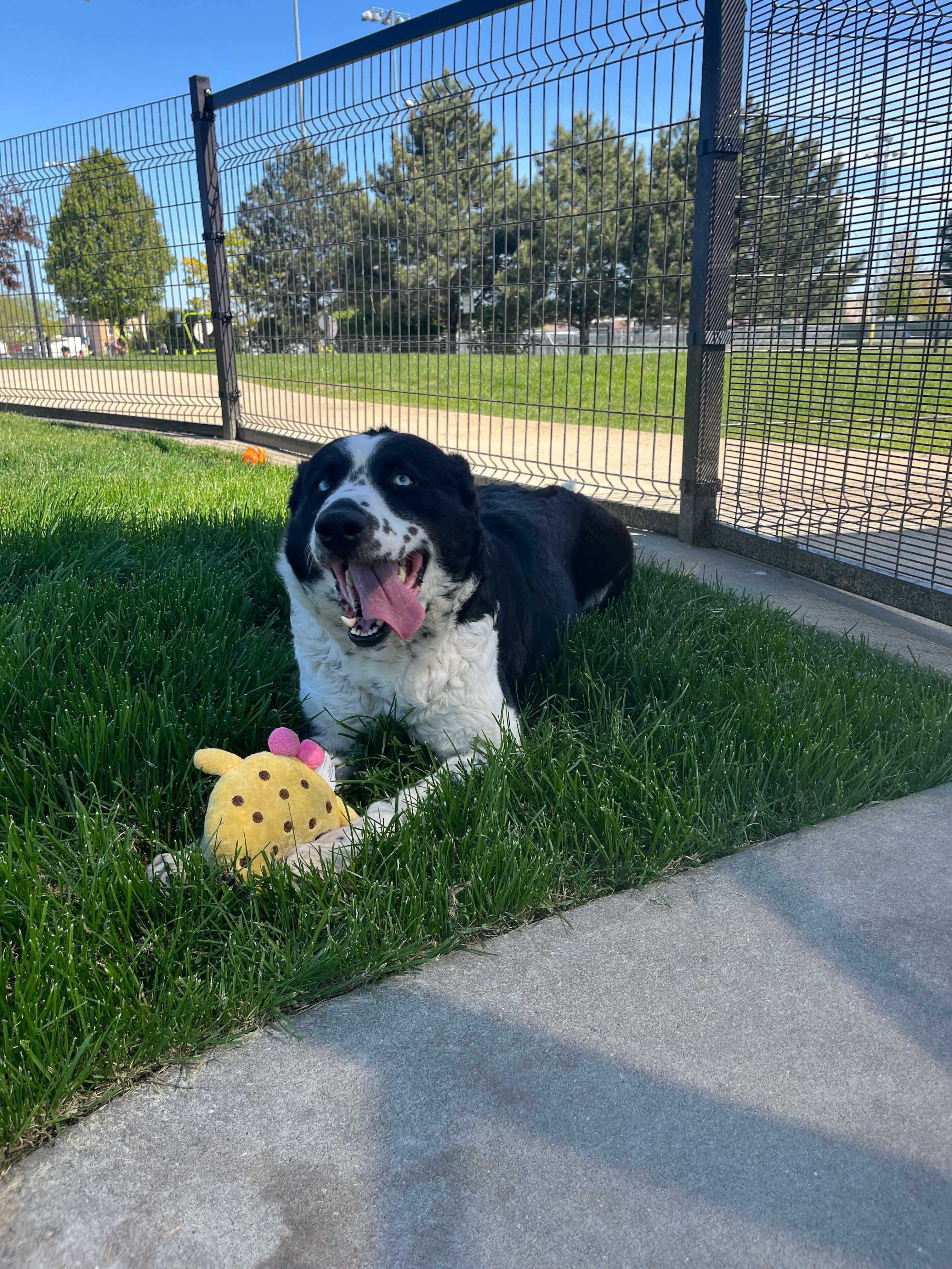 Kiki, a Adopted mixed breed in Cicero, IL image 2/3
