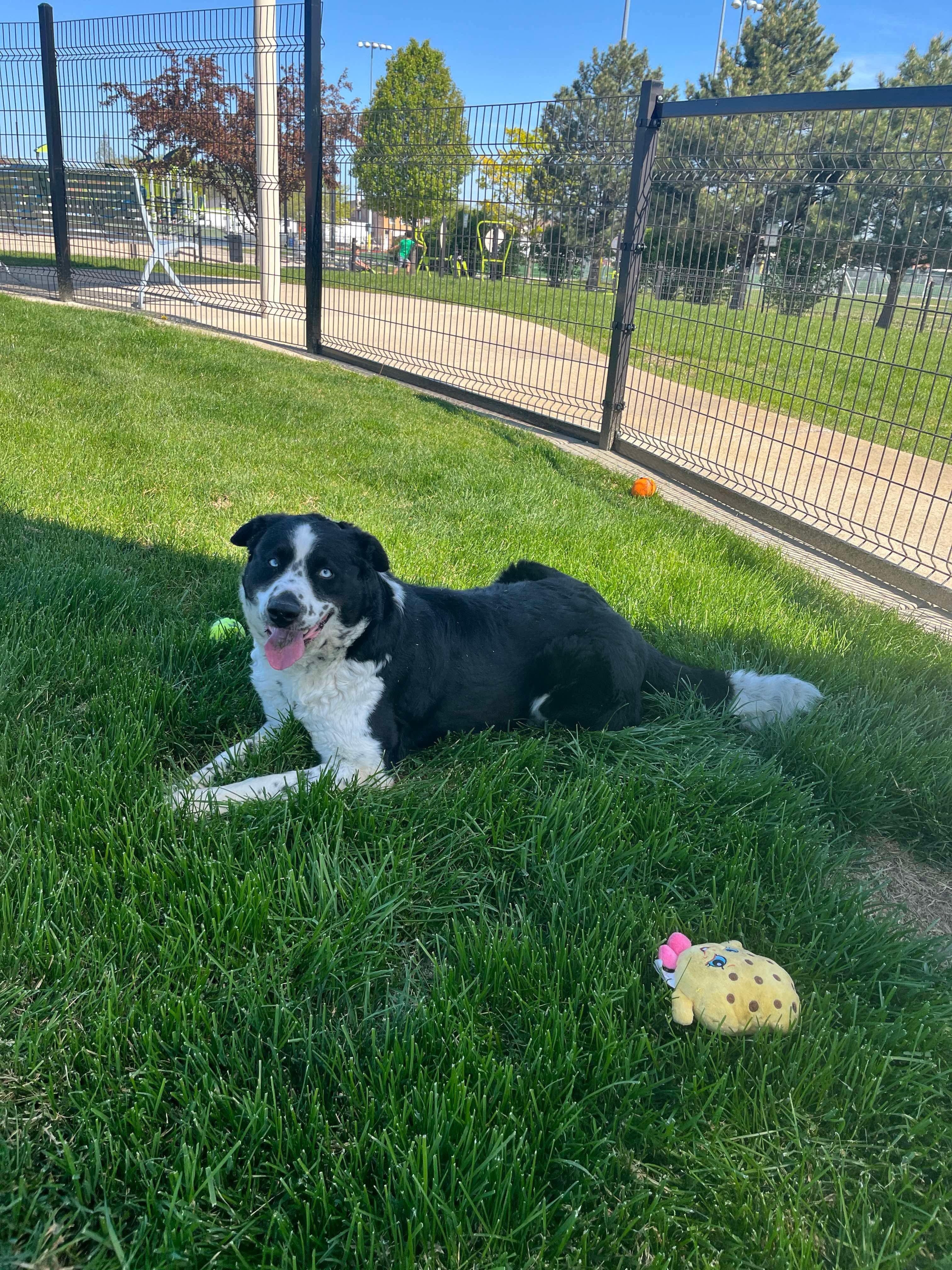 Kiki, a Adopted mixed breed in Cicero, IL image 3/3
