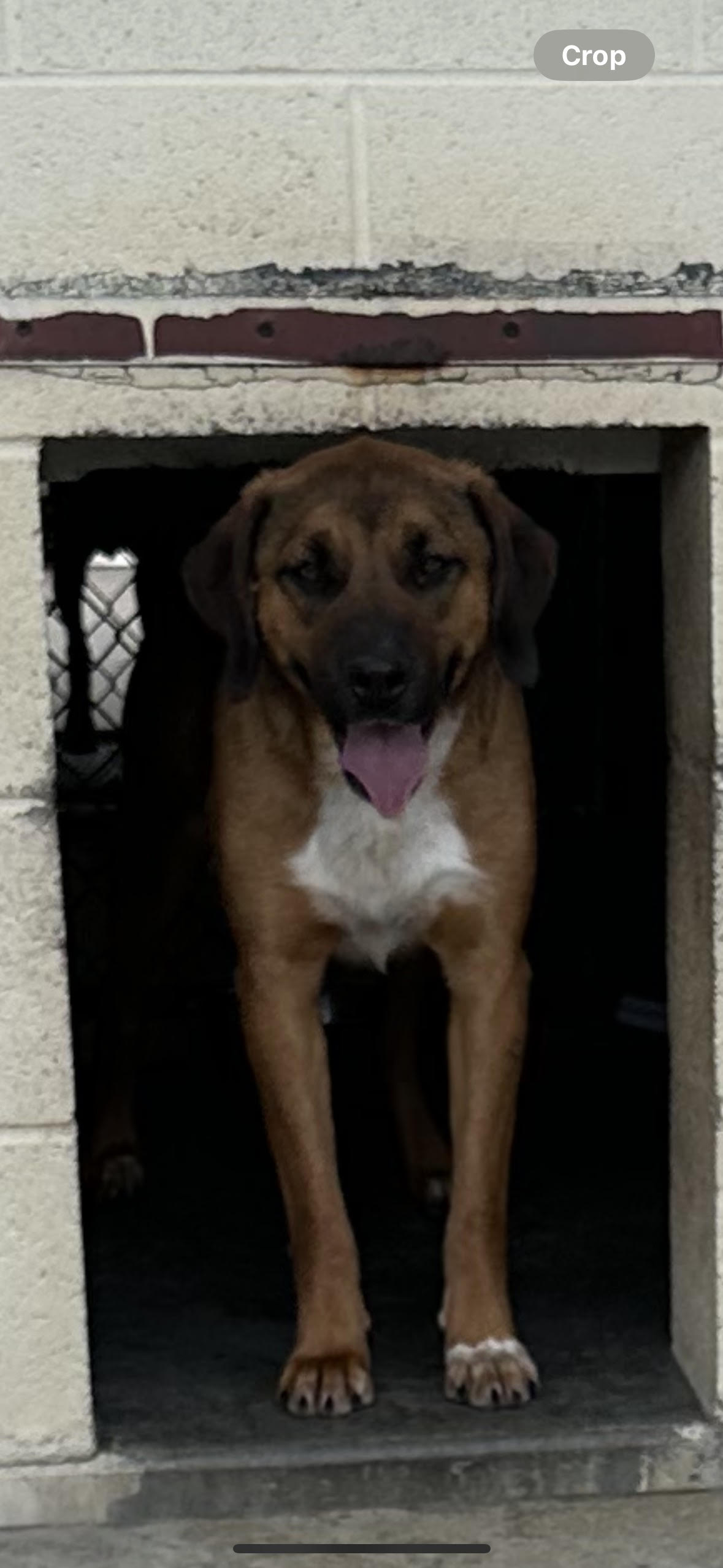 Dog for adoption Merry, a Shepherd Mix in Manchester, TN Petfinder