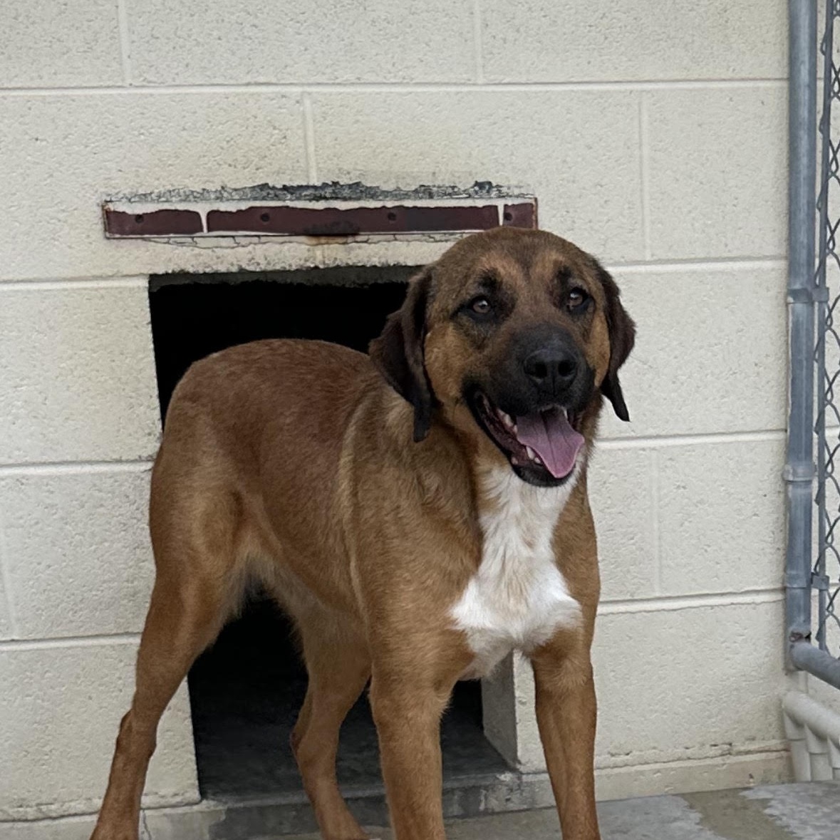 Dog for adoption Merry, a Shepherd Mix in Manchester, TN Petfinder