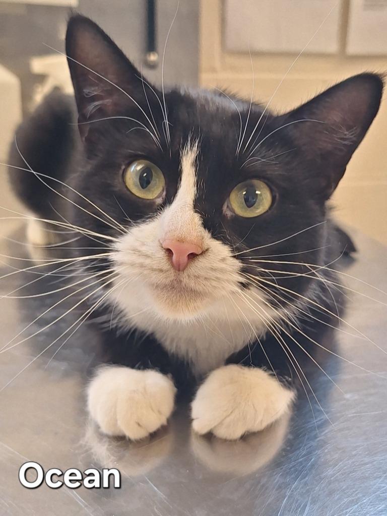 Enlarge Ocean, a Adoptable mixed breed in Grand Forks, ND image 2/2