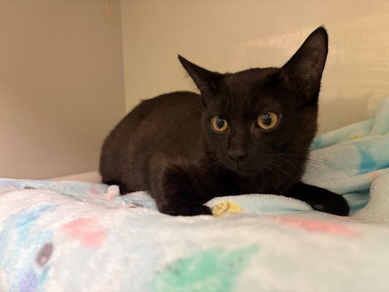 Groot, Adoptable, Young Male Domestic Short Hair.
