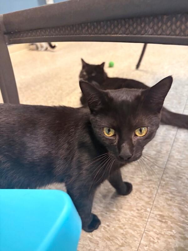 Groot, a Adoptable Domestic Short Hair in Warren, PA image 2/5