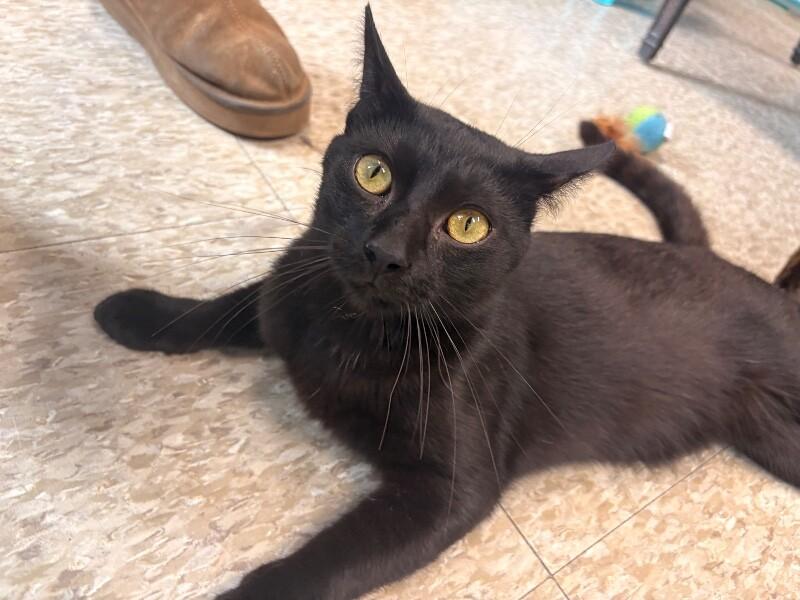 Groot, a Adoptable Domestic Short Hair in Warren, PA image 3/5