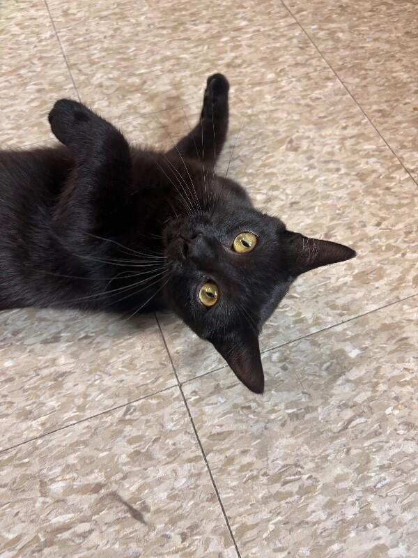 Groot, a Adoptable Domestic Short Hair in Warren, PA image 4/5