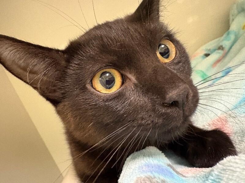 Enlarge Groot, a Adoptable Domestic Short Hair in Warren, PA image 2/2