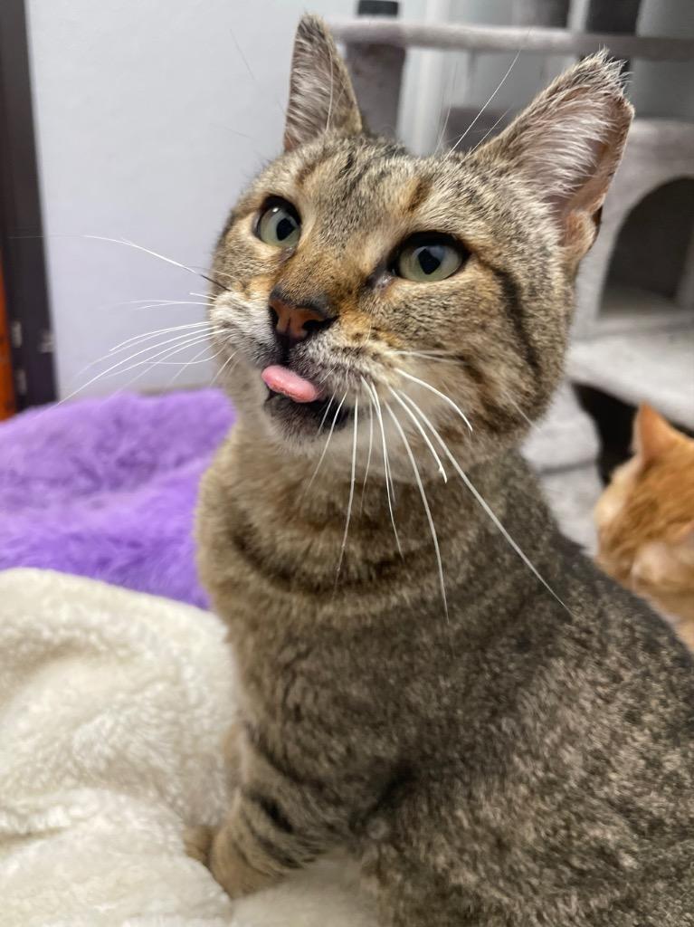 Enlarge Chiquitina, a Adoptable mixed breed in Corpus Christi, TX image 1/4