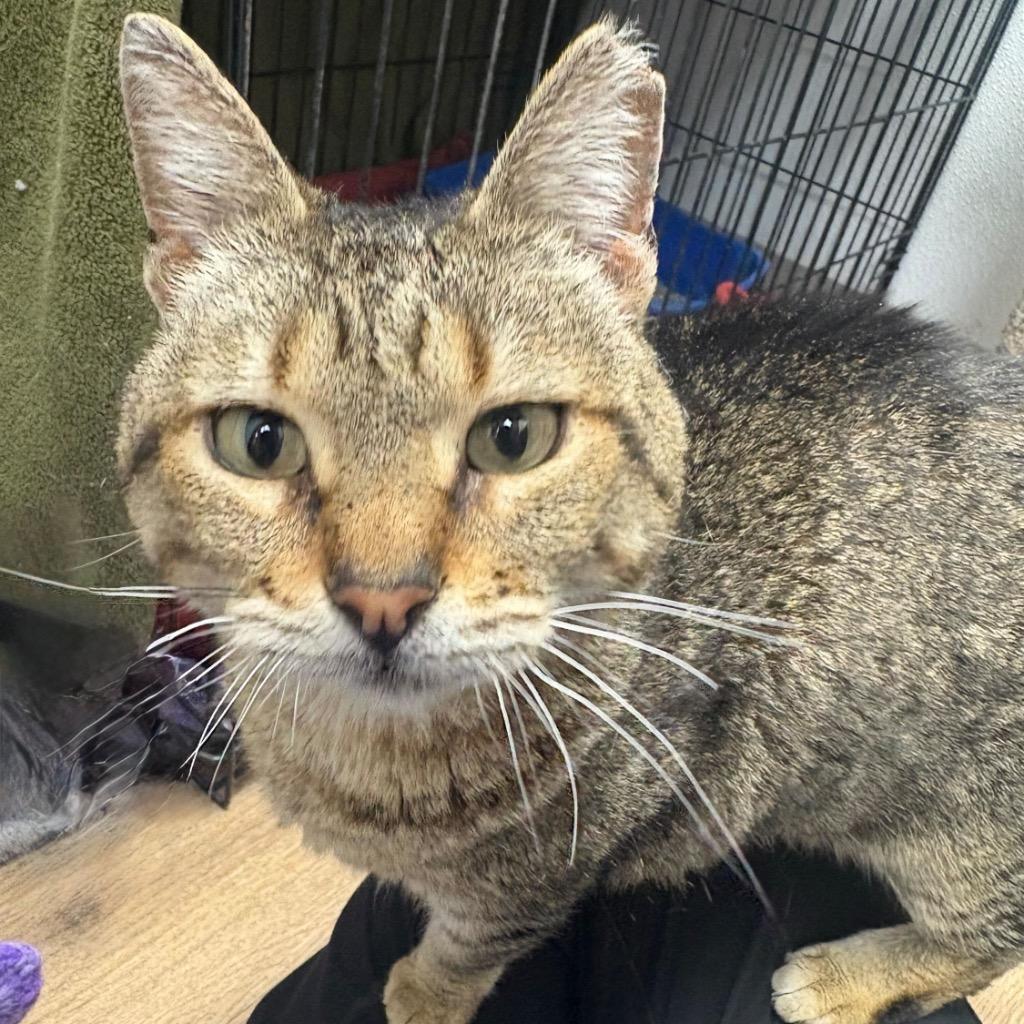 Enlarge Chiquitina, a Adoptable mixed breed in Corpus Christi, TX image 2/3