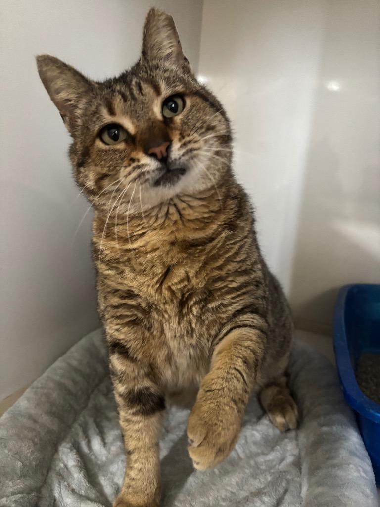 Enlarge Chiquitina, a Adoptable mixed breed in Corpus Christi, TX image 2/2