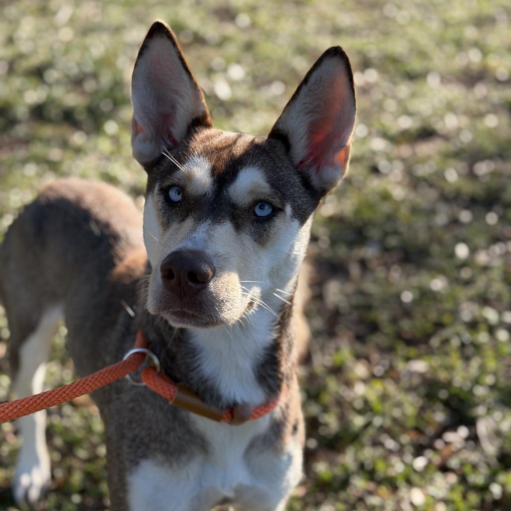 Enlarge Gemma, a Adoptable mixed breed in Houston, TX image 1/6
