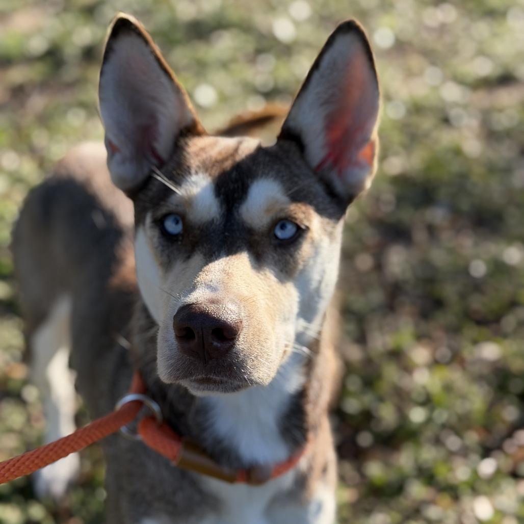 Enlarge Gemma, a Adoptable mixed breed in Houston, TX image 2/6