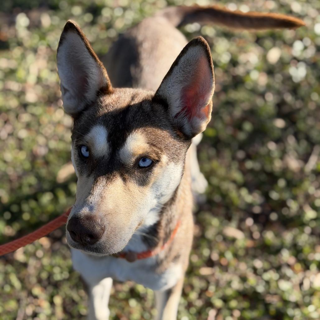 Enlarge Gemma, a Adoptable mixed breed in Houston, TX image 3/6