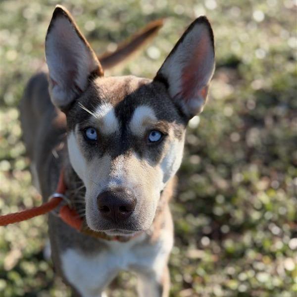 Enlarge Gemma, a Adoptable mixed breed in Houston, TX image 4/6