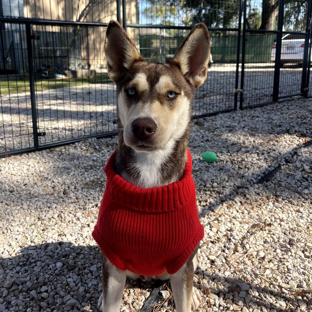 Enlarge Gemma, a Adoptable mixed breed in Houston, TX image 5/6