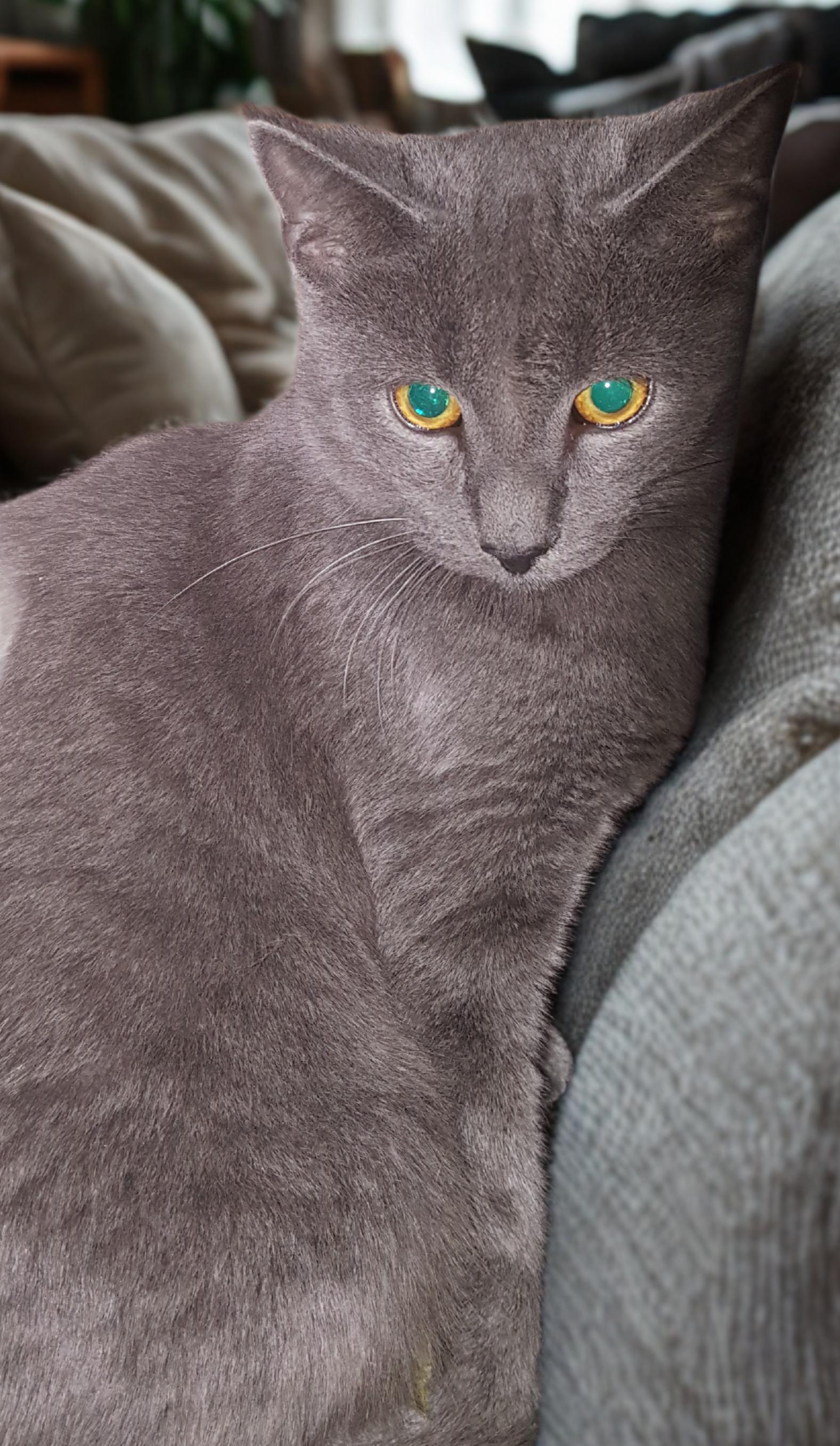 Enlarge Ashwing, an adopted mixed breed in Brookfield, IL image 1/4