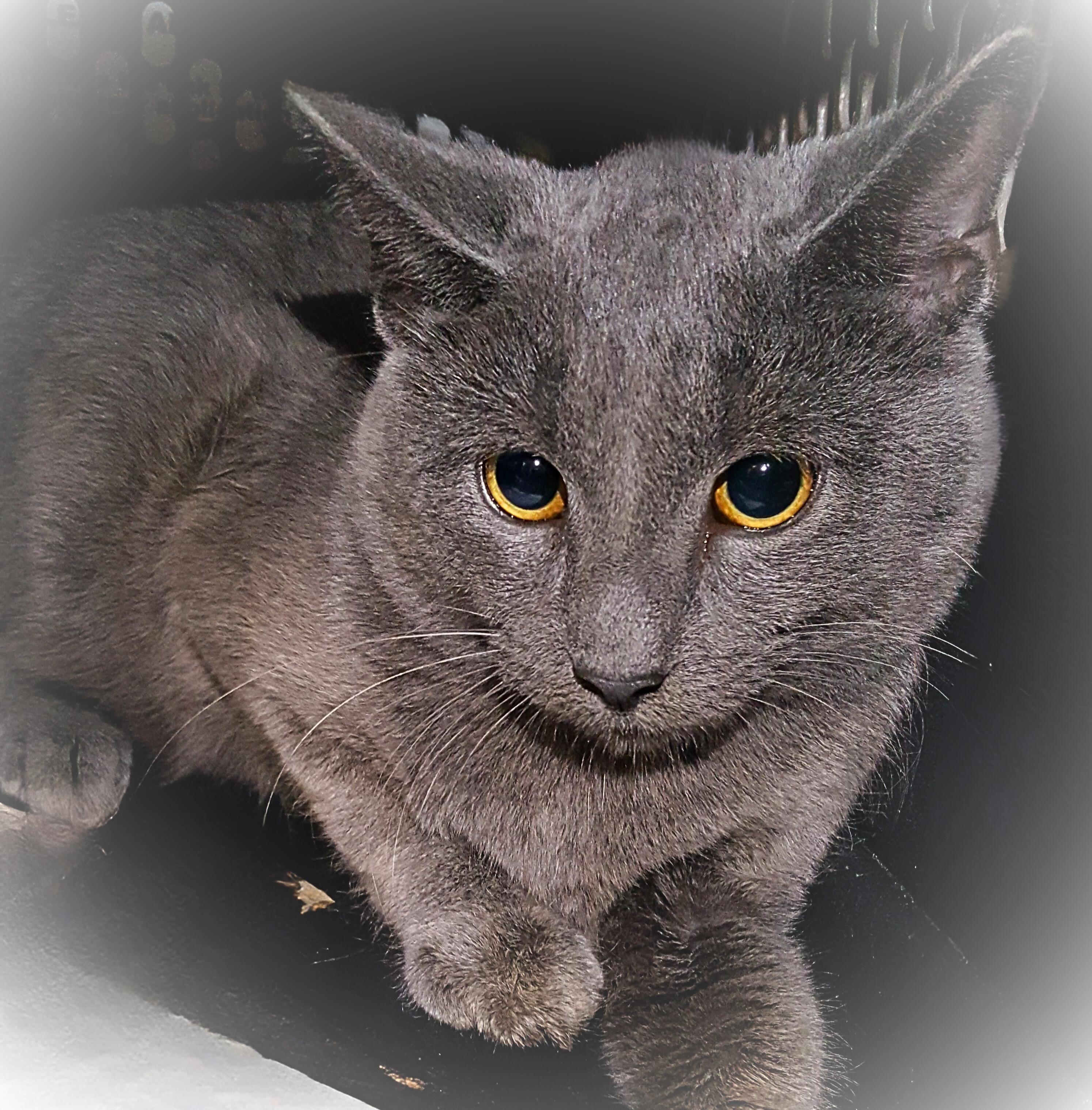 Enlarge Ashwing, an adopted mixed breed in Brookfield, IL image 2/4