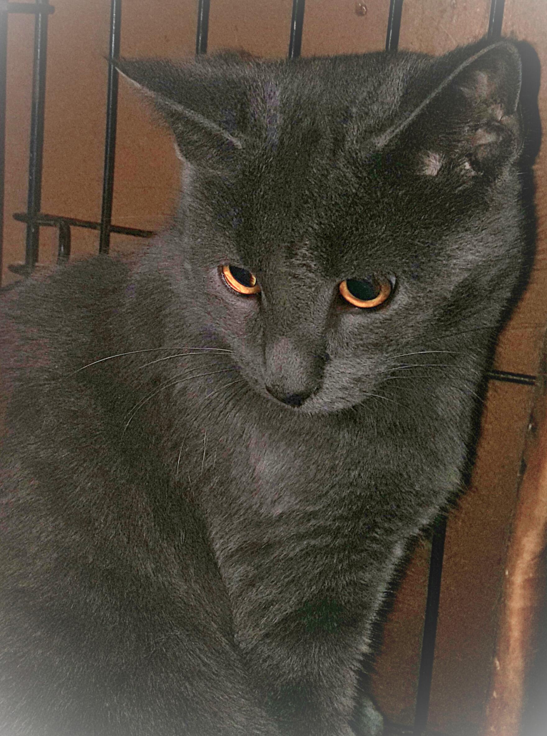 Enlarge Ashwing, an adopted mixed breed in Brookfield, IL image 3/4