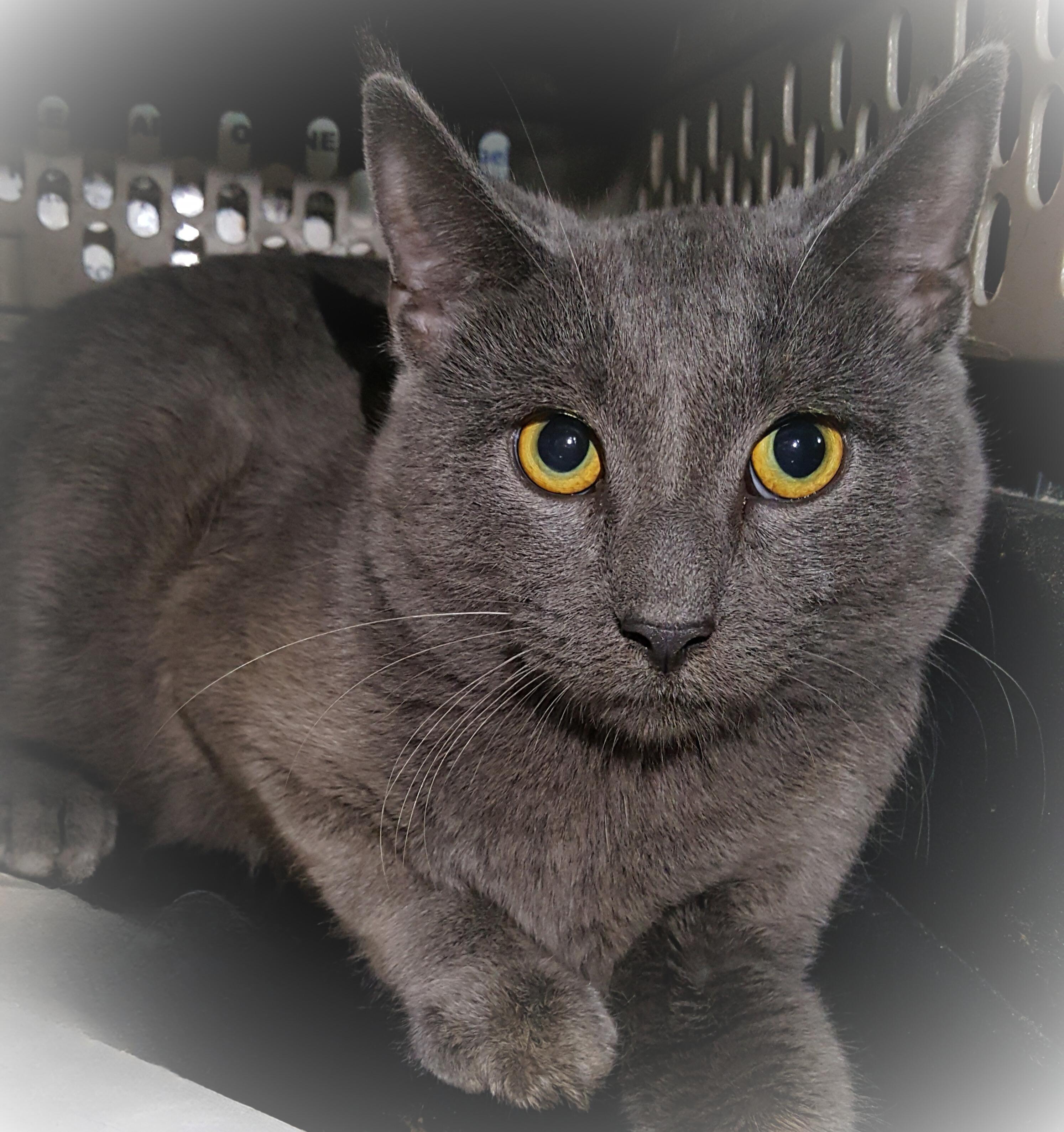 Enlarge Ashwing, an adopted mixed breed in Brookfield, IL image 4/4