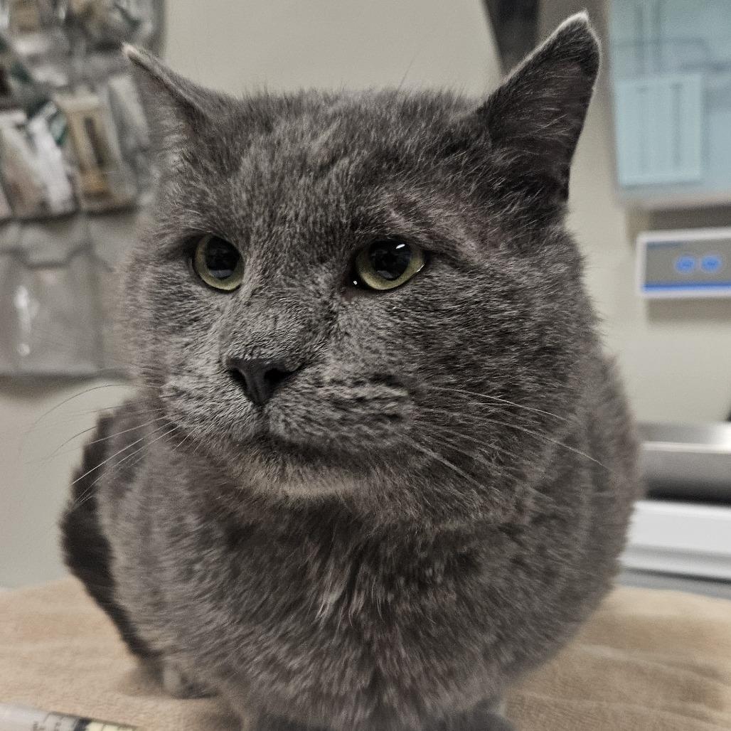 Enlarge Chester, a Adoptable Domestic Short Hair in Saint Cloud, MN image 1/3