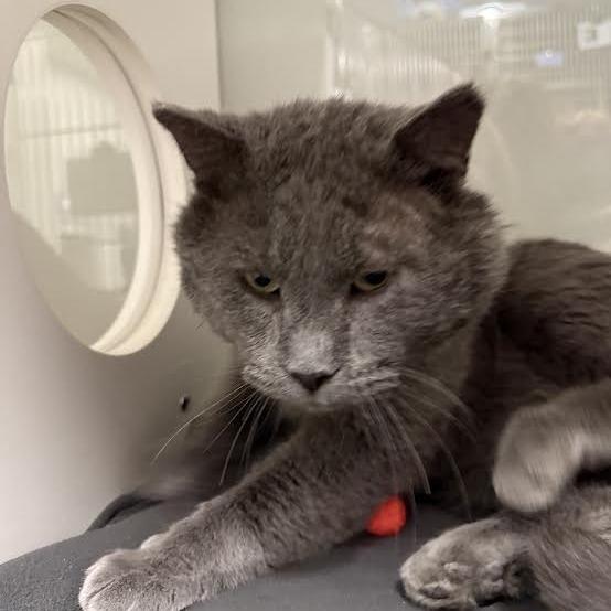 Enlarge Chester, a Adoptable Domestic Short Hair in Saint Cloud, MN image 2/3