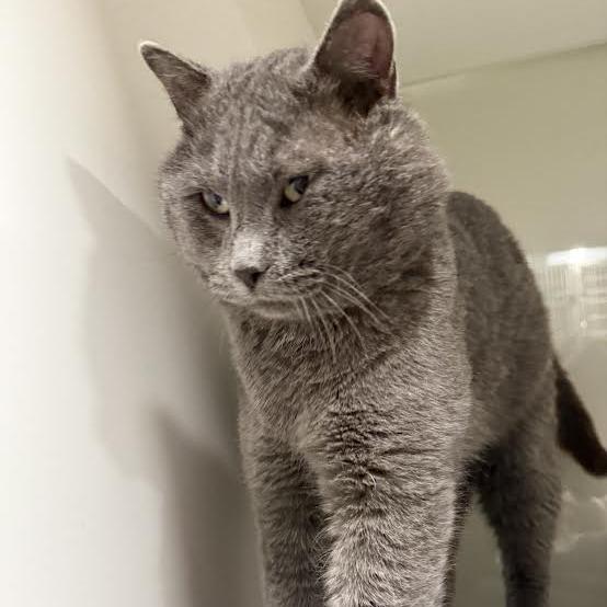 Enlarge Chester, a Adoptable Domestic Short Hair in Saint Cloud, MN image 3/3