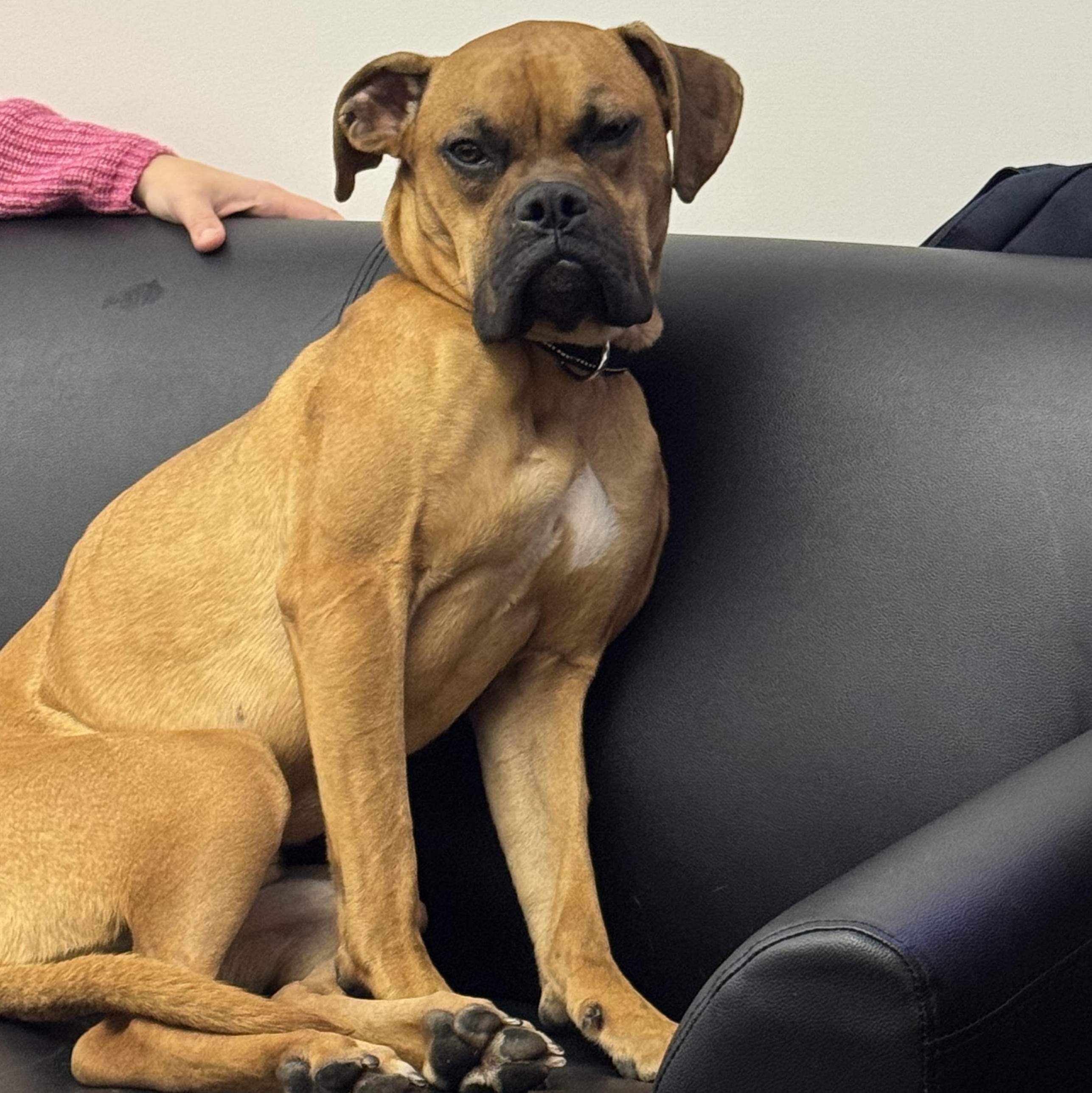 Foster or adopter needed for Rolo, a Adoptable Boxer in Providence, RI image 1/3