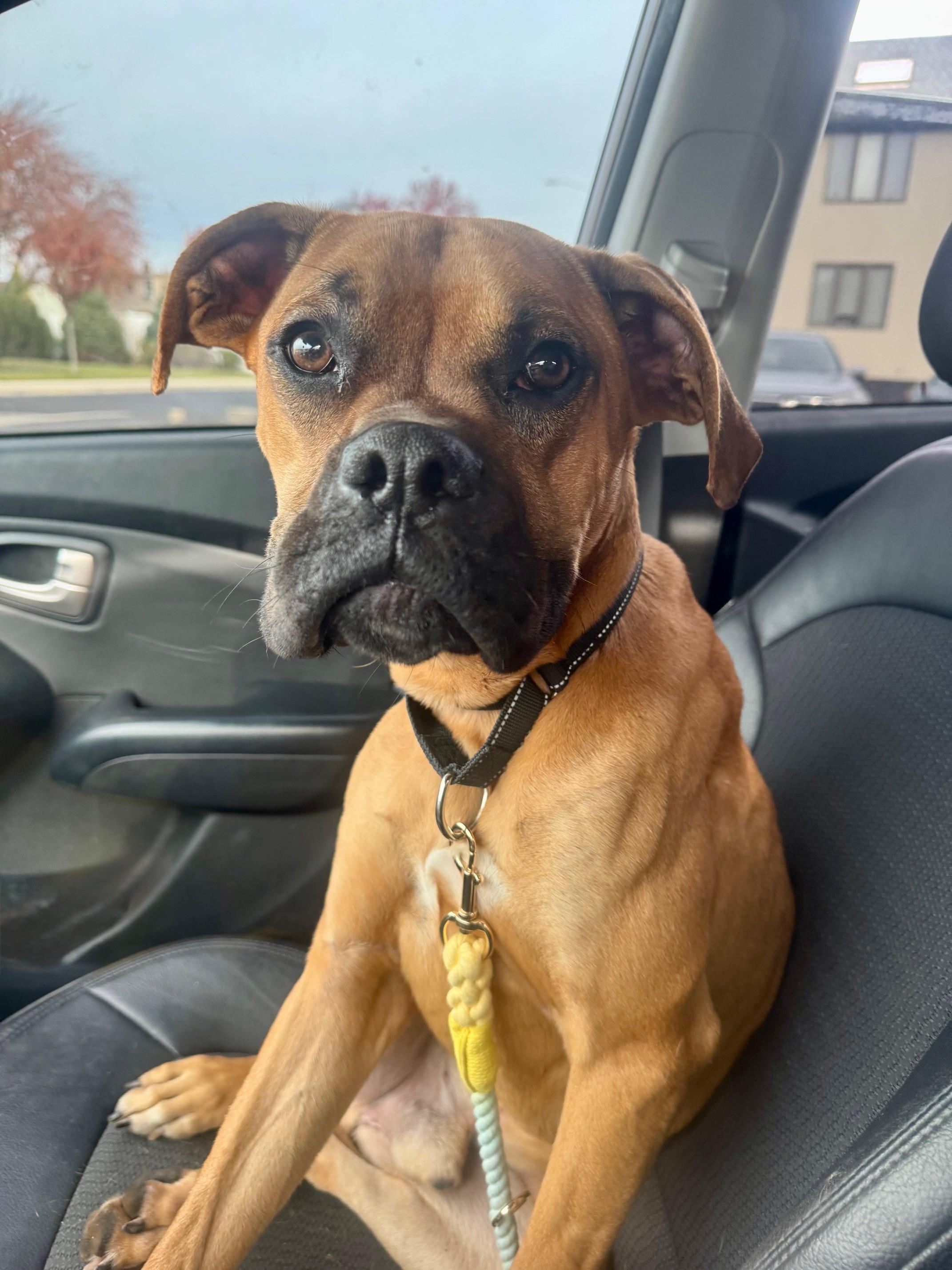 Foster or adopter needed for Rolo, a Adoptable Boxer in Providence, RI image 2/3