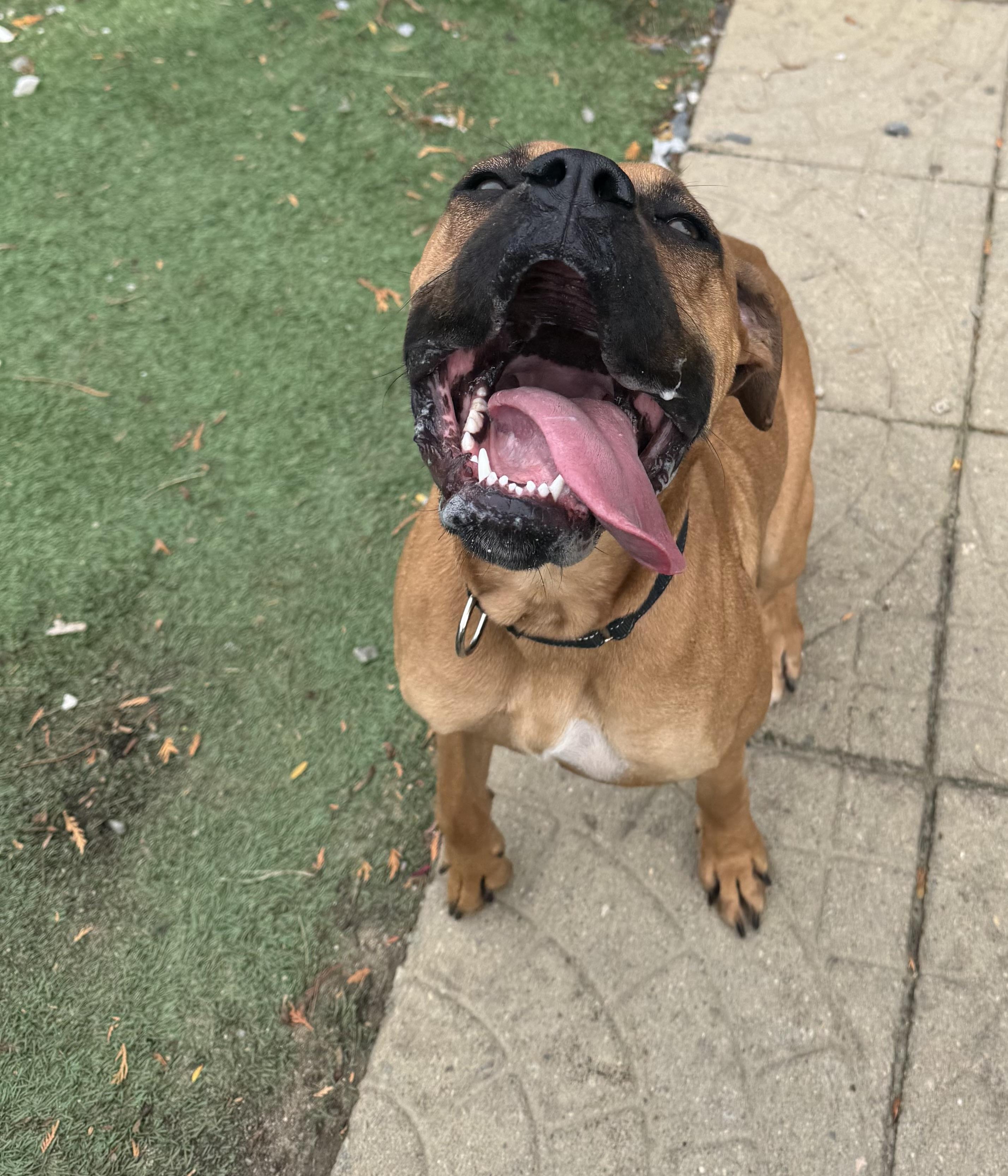 Foster or adopter needed for Rolo, a Adoptable Boxer in Providence, RI image 3/3