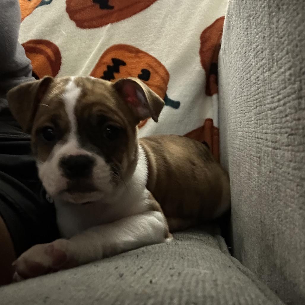 Layla, Adoptable, Puppy Female Terrier & Mixed Breed.