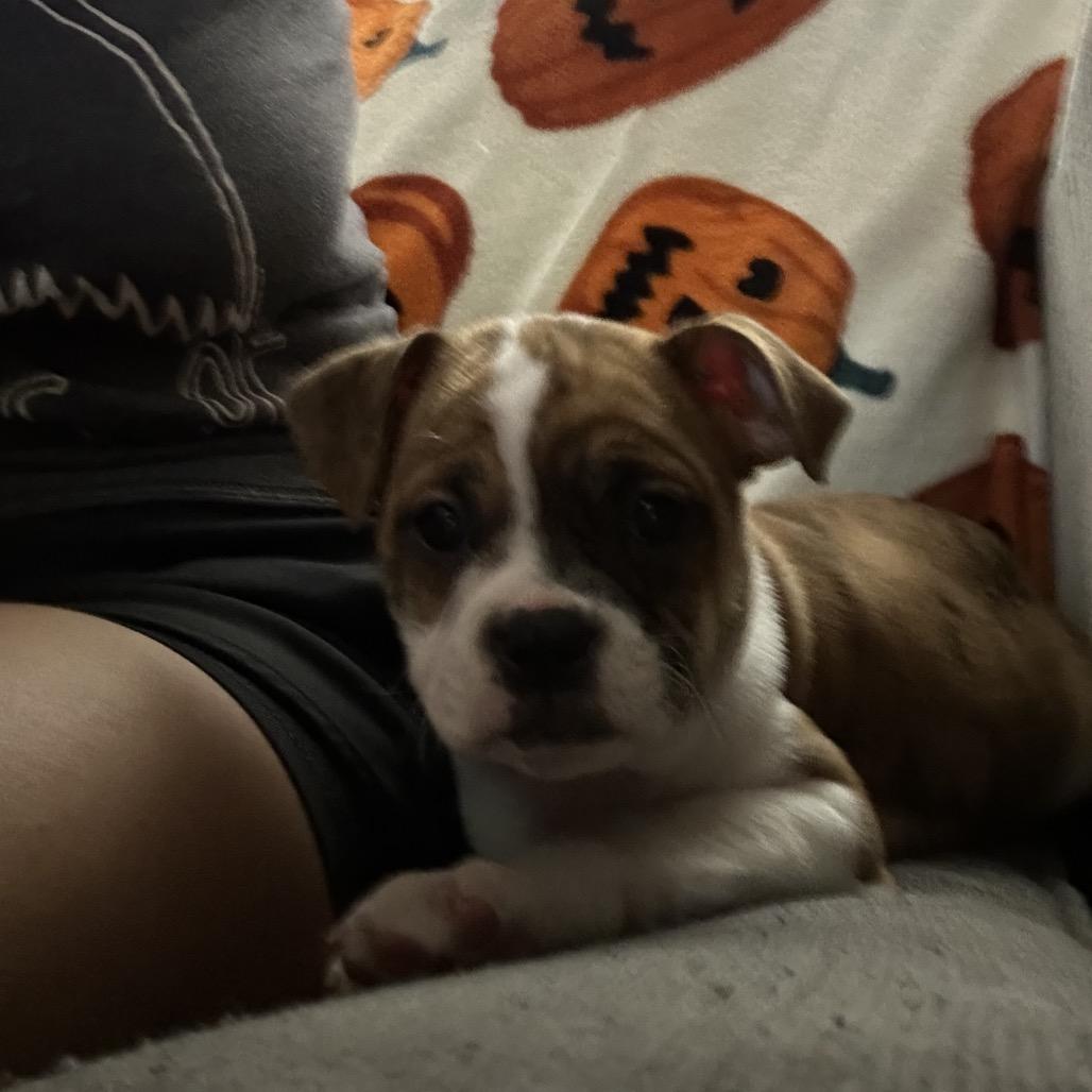 Enlarge Layla, a Adoptable mixed breed in Chicago, IL image 2/6
