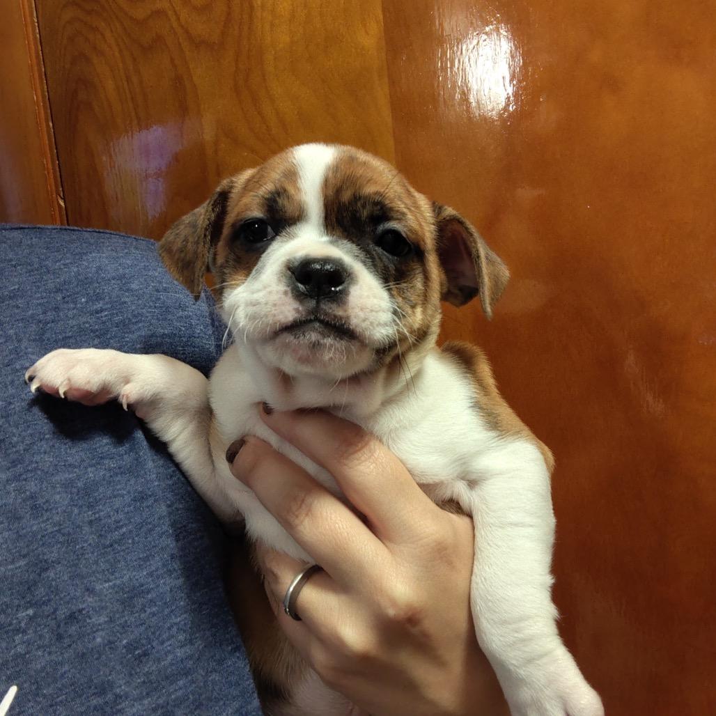 Enlarge Layla, a Adoptable mixed breed in Chicago, IL image 4/6