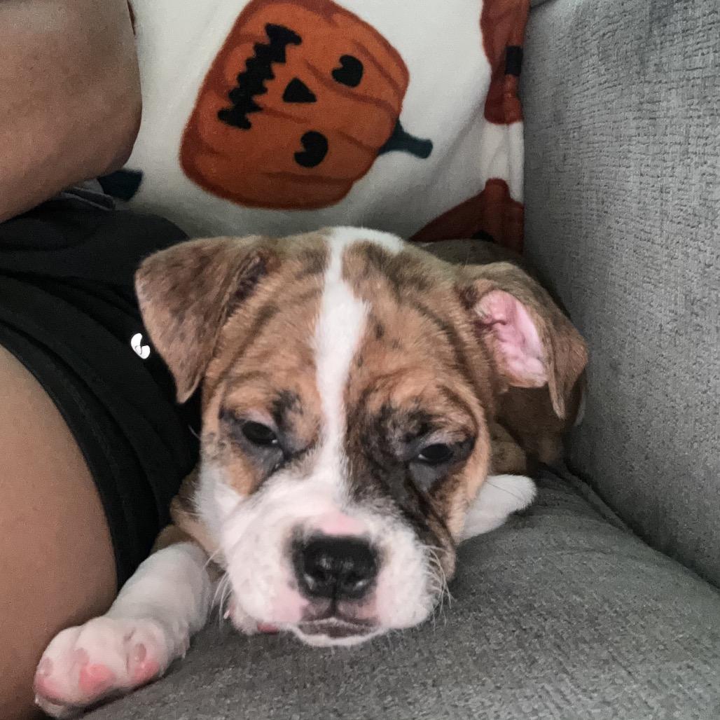 Enlarge Layla, a Adoptable mixed breed in Chicago, IL image 6/6