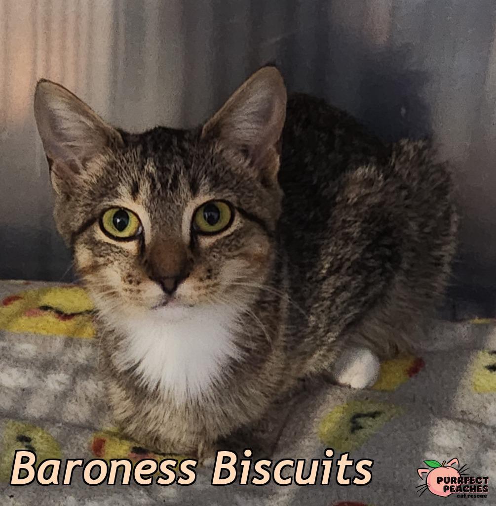 Baroness Biscuits, Adoptable, Kitten Female Domestic Short Hair.