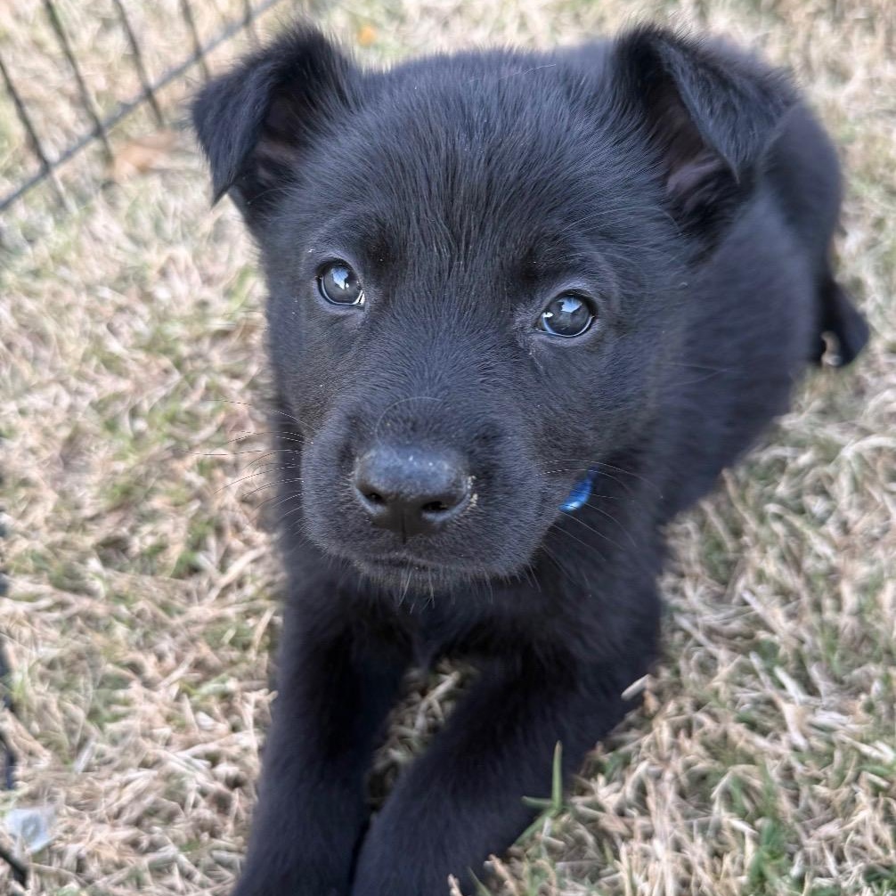 Enlarge Rocky, a ADOPTABLE mixed breed in Wando, SC image 1/1