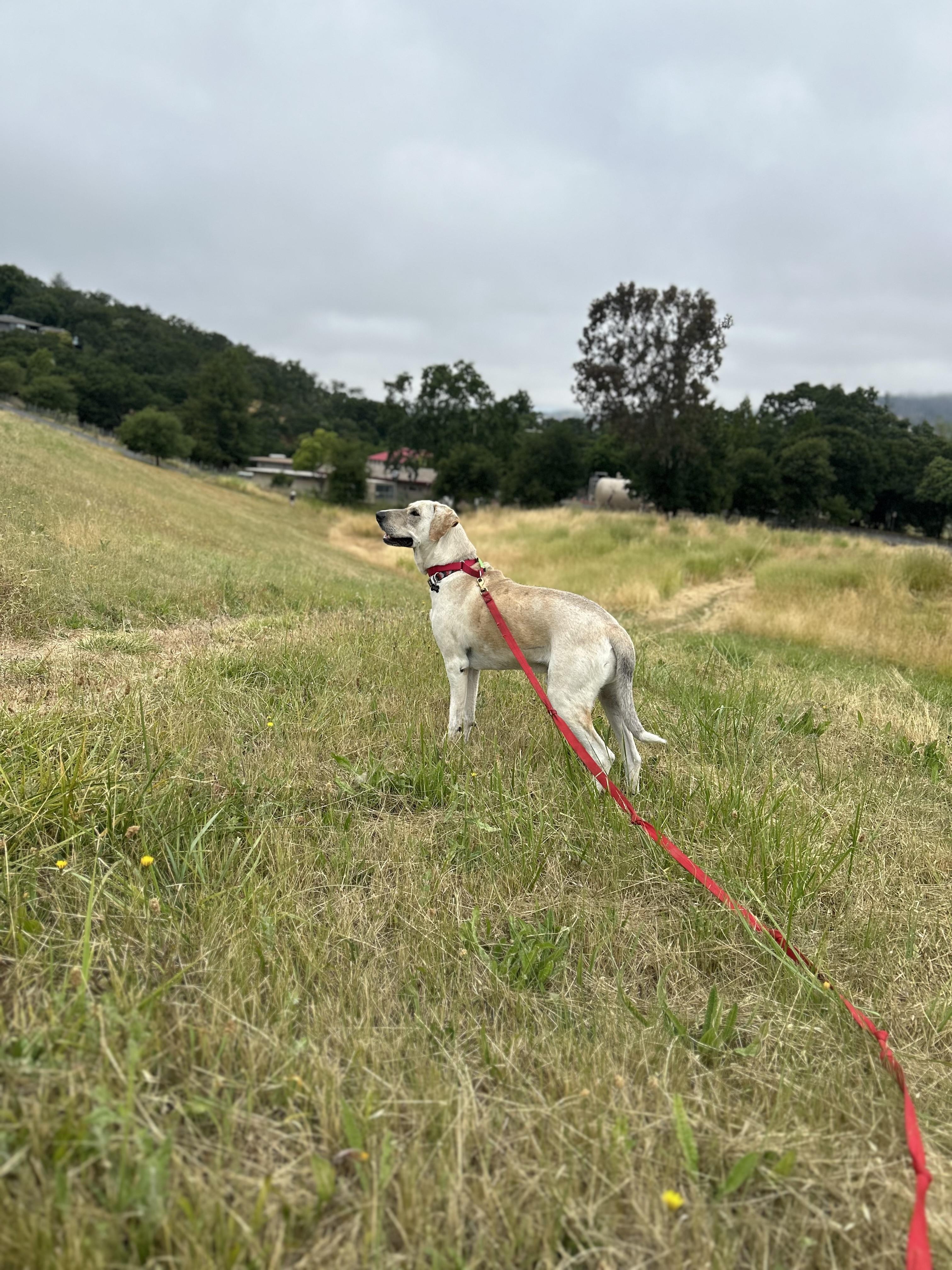 Zeus, Adult Male Great Dane