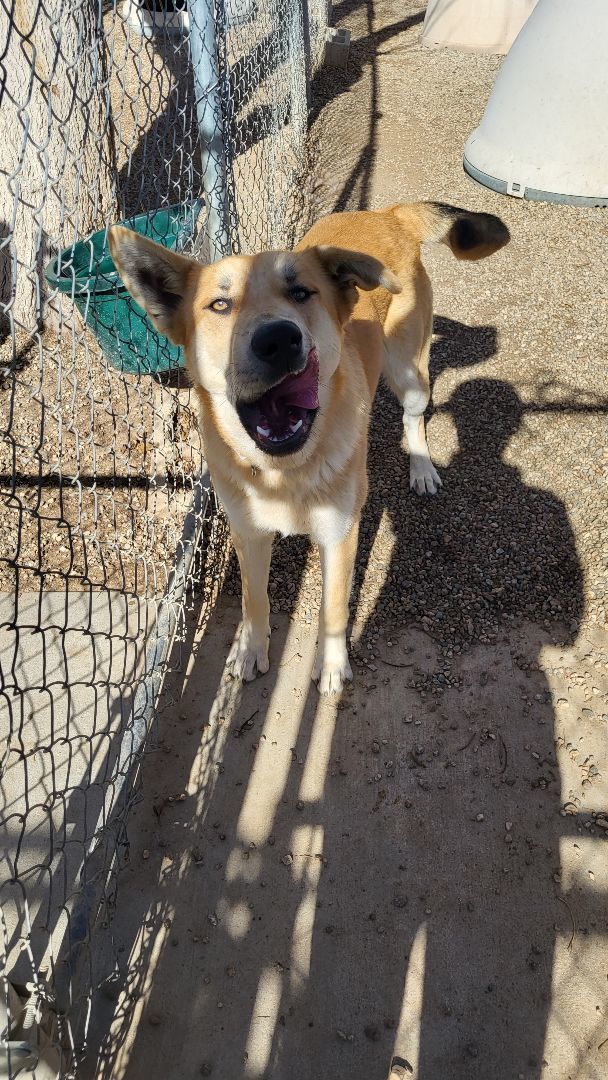 Carmen and Diego, Adoptable, Young Male German Shepherd Dog.