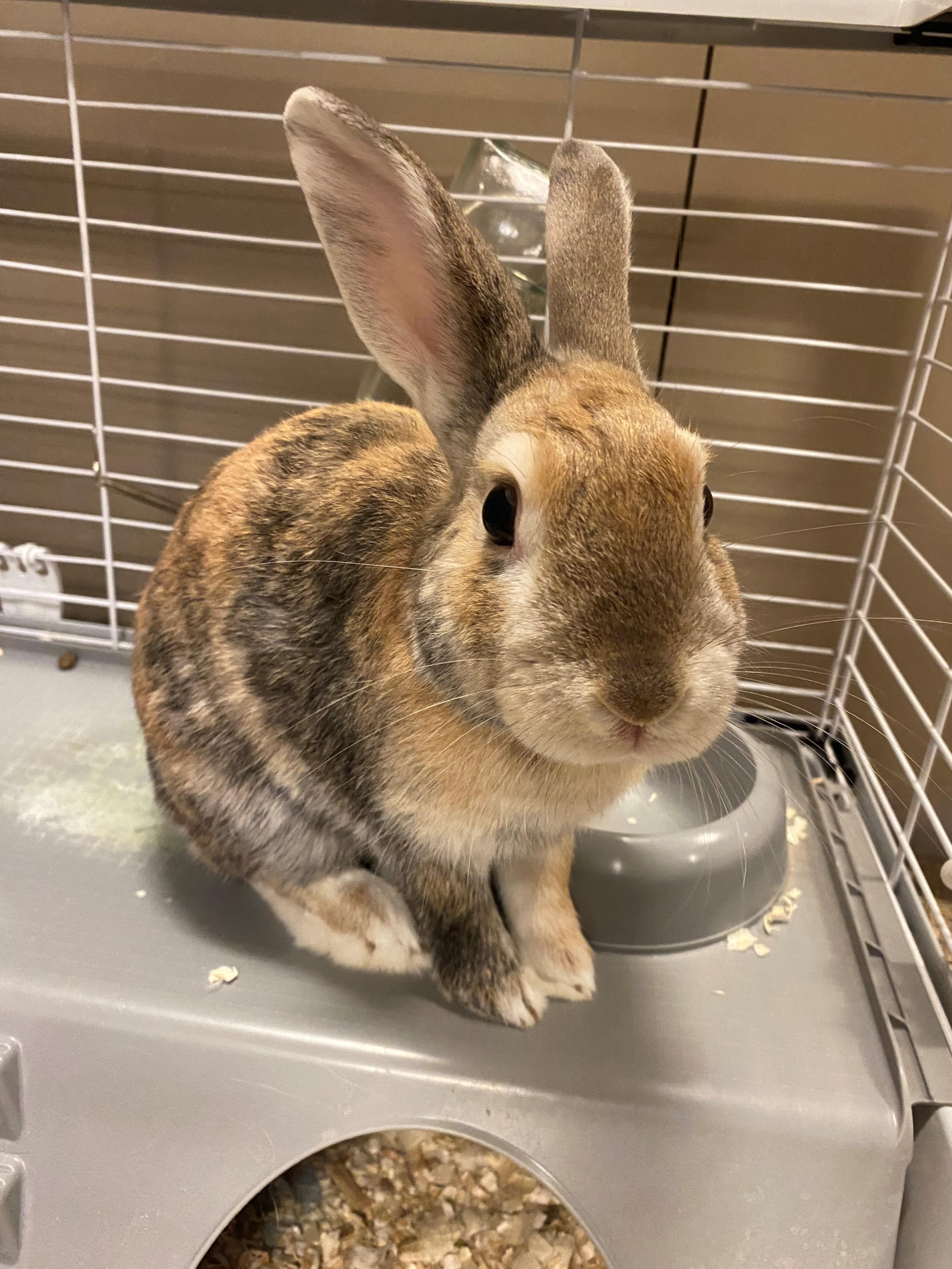 Walter OS-314/25, Adoptable, Adult Male Bunny Rabbit.