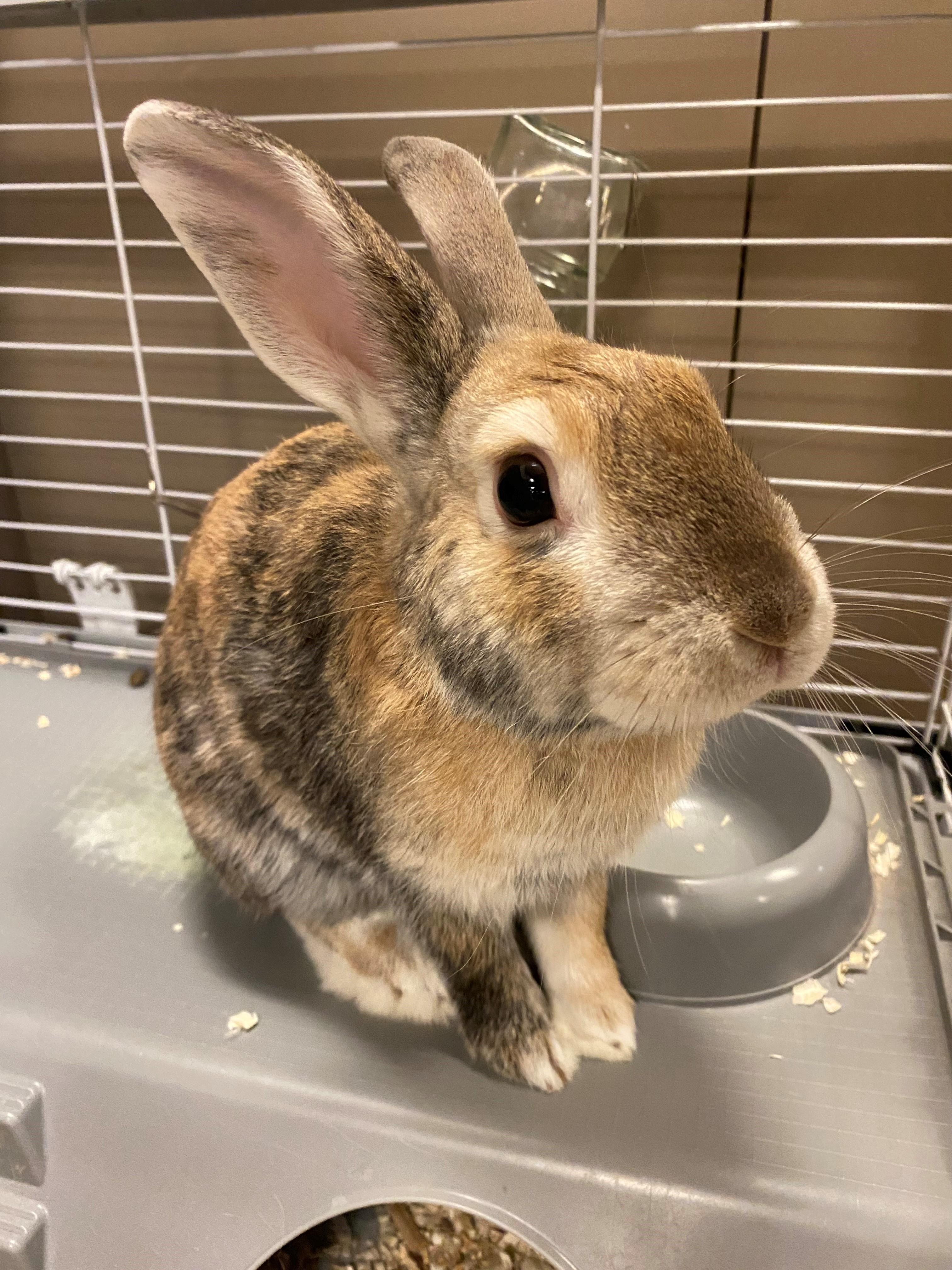 Enlarge Walter OS-314/25, a Adoptable Bunny Rabbit in Burlington, ON image 2/2