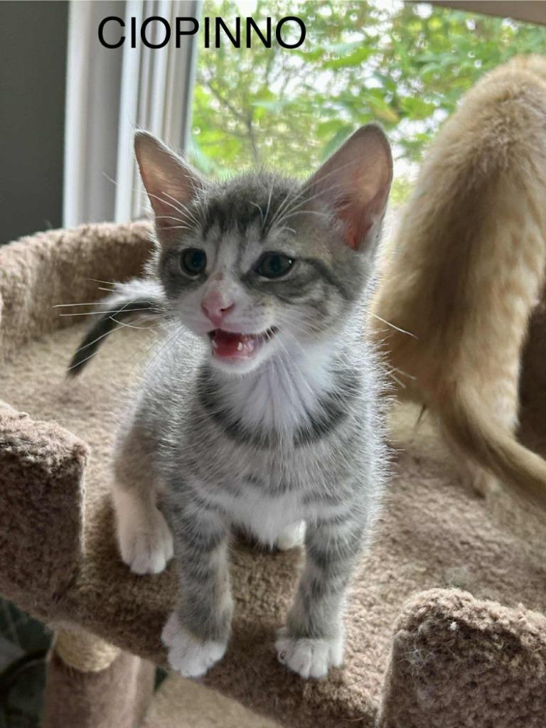 Cippino, Adopted, Young Male Domestic Short Hair.