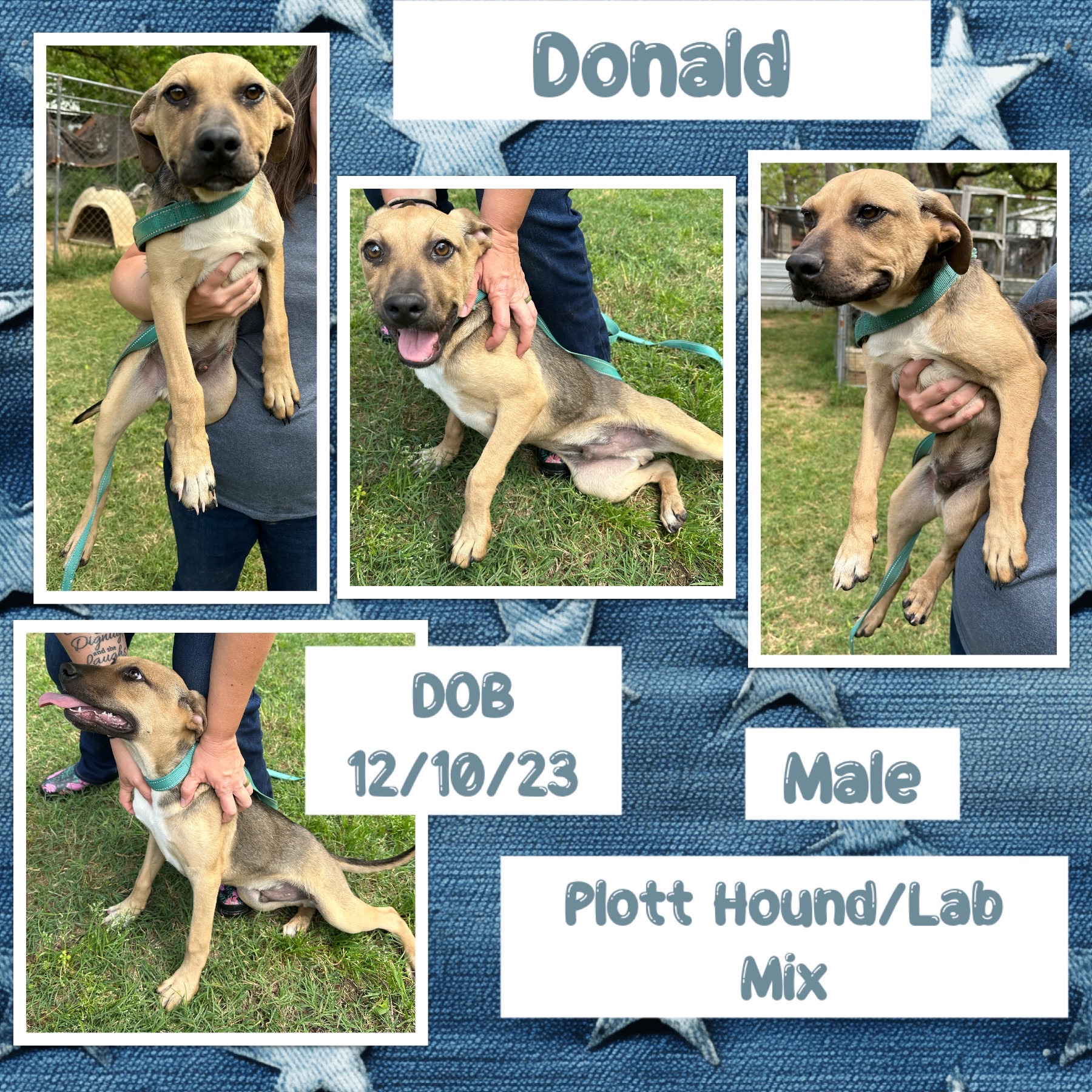 Dog for adoption Donald, a Plott Hound & Labrador Retriever Mix in Mishawaka, IN Petfinder