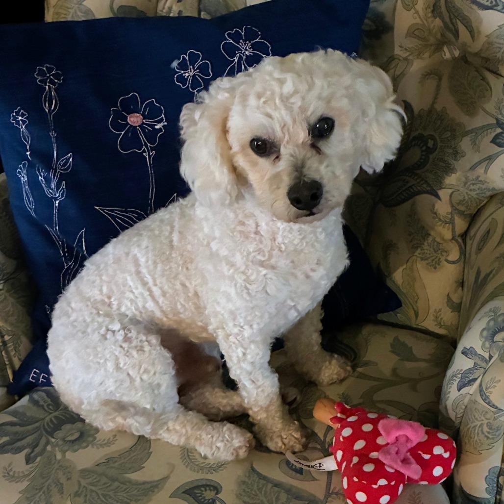 Canelo, Adoptable, Adult Male Poodle & Maltese.