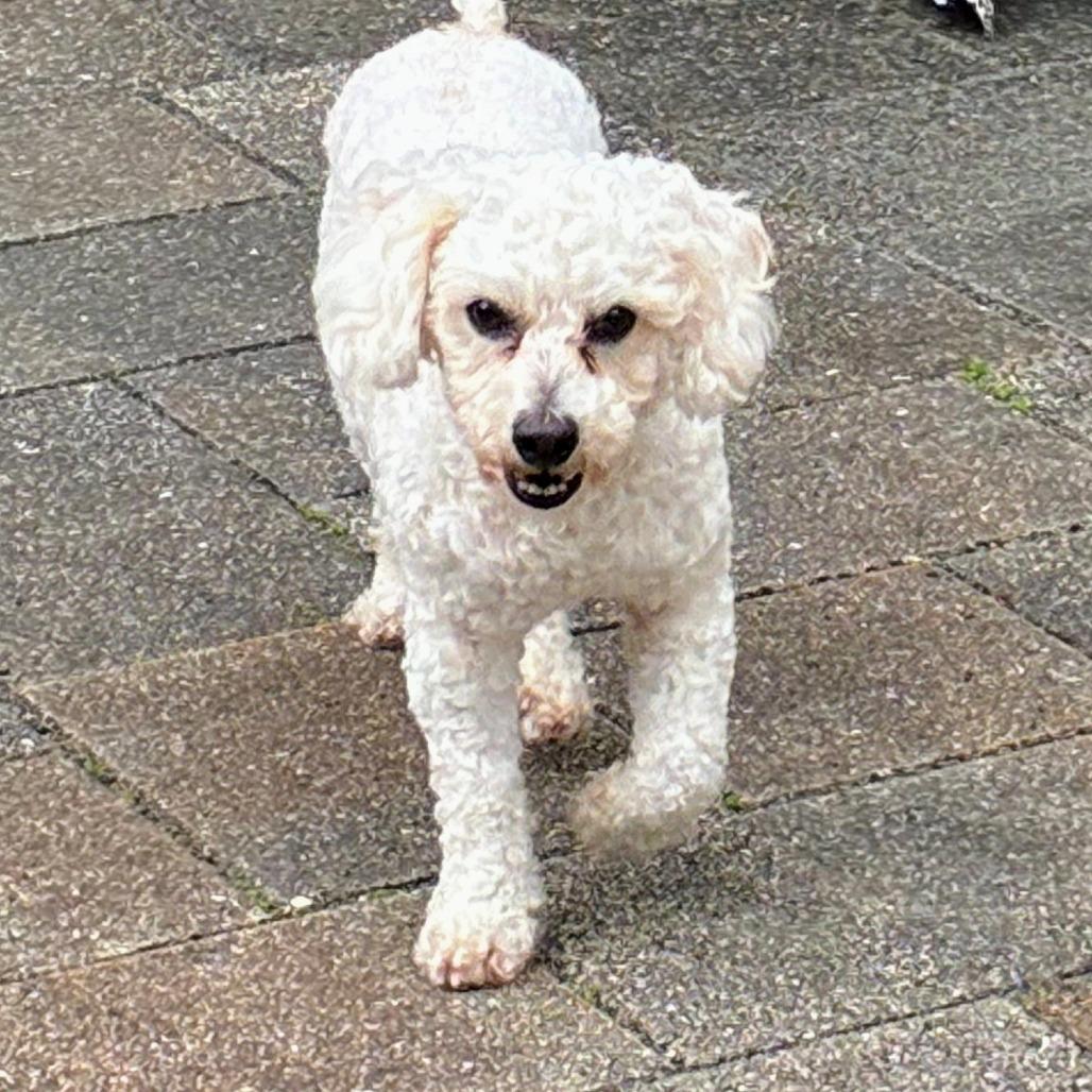 Enlarge Canelo, a Adoptable mixed breed in TITUSVILLE, FL image 2/3