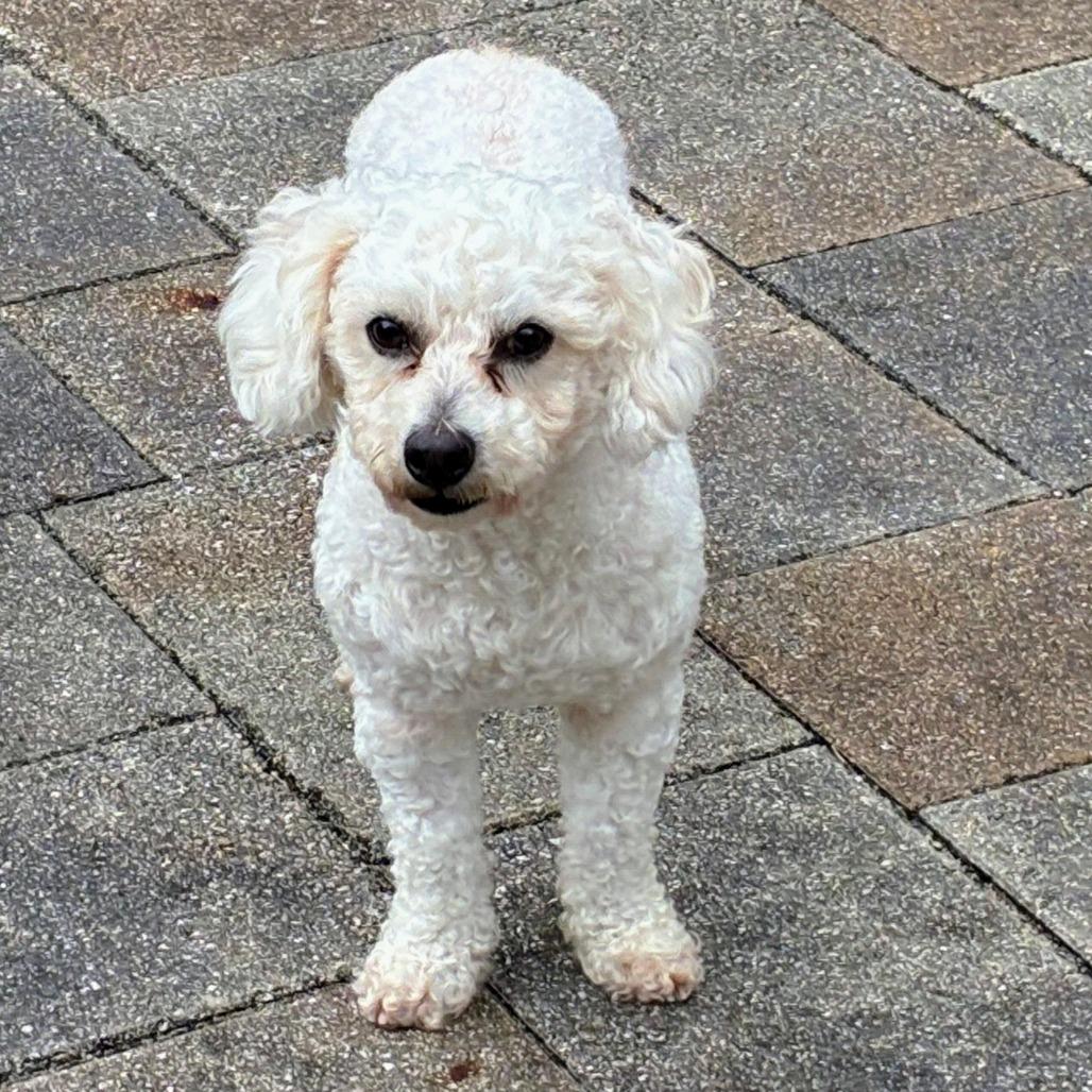 Enlarge Canelo, a Adoptable mixed breed in TITUSVILLE, FL image 3/3