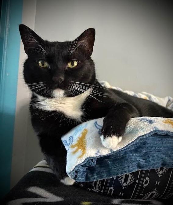 Enlarge Lewis, a Adoptable mixed breed in Hampton, VA image 1/3