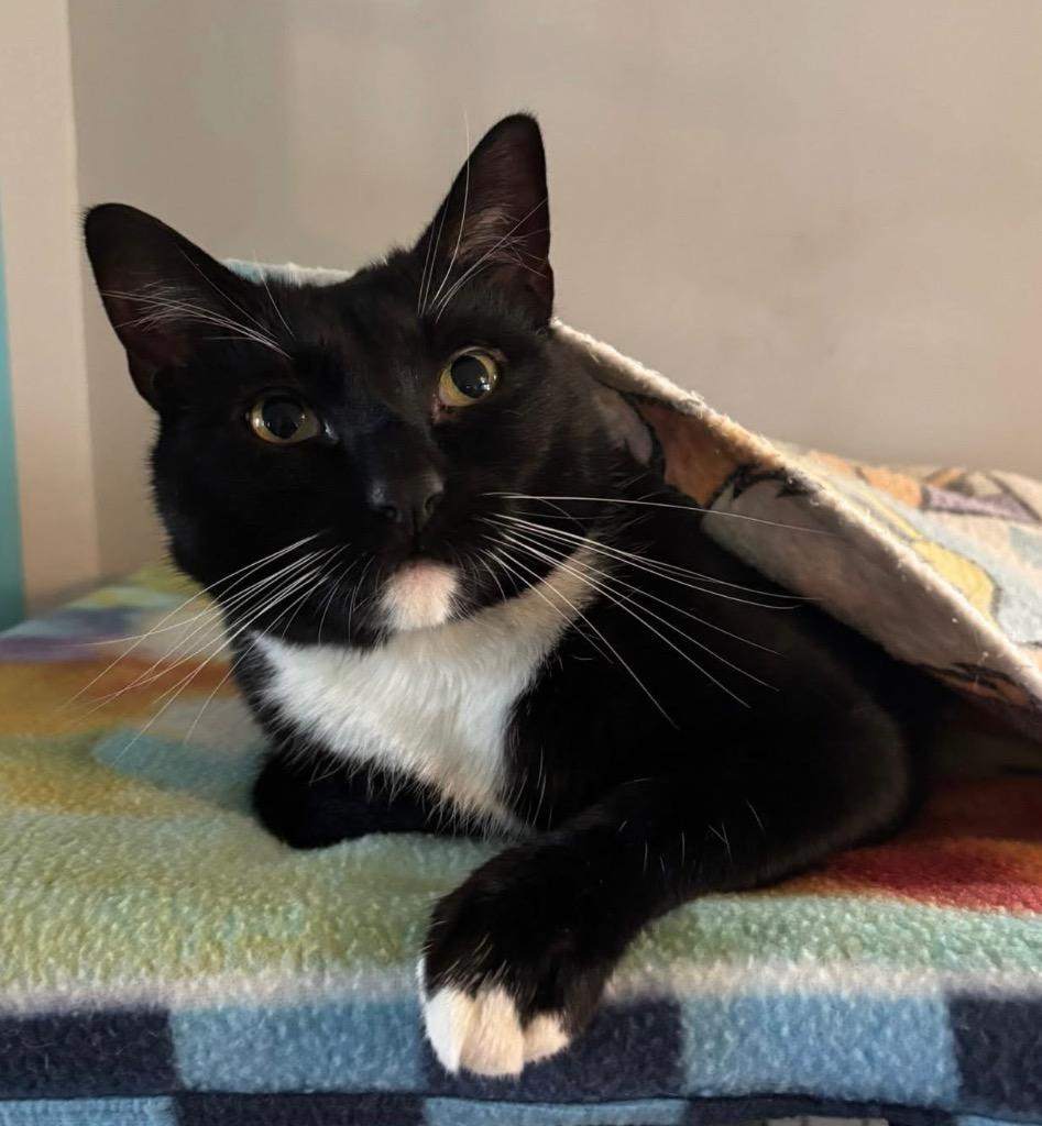 Enlarge Lewis, a Adoptable mixed breed in Hampton, VA image 2/3