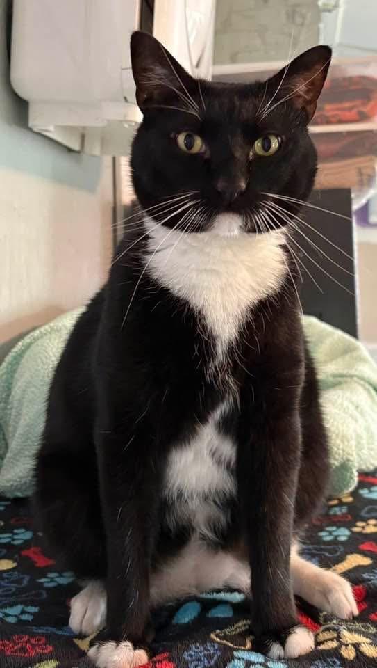 Enlarge Lewis, a Adoptable mixed breed in Hampton, VA image 3/3