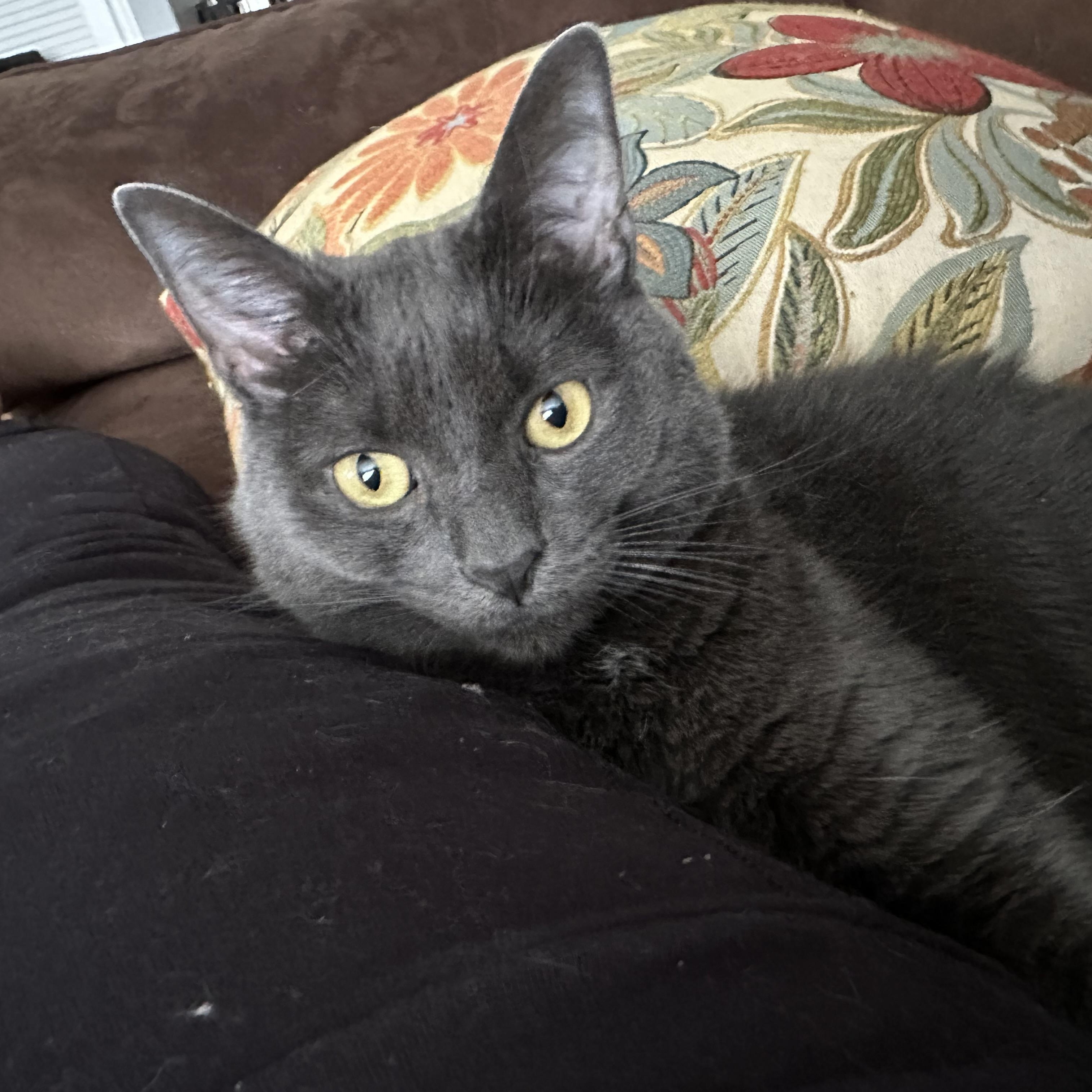 Blue, a Adoptable Domestic Short Hair in Pittstown, NJ image 5/5