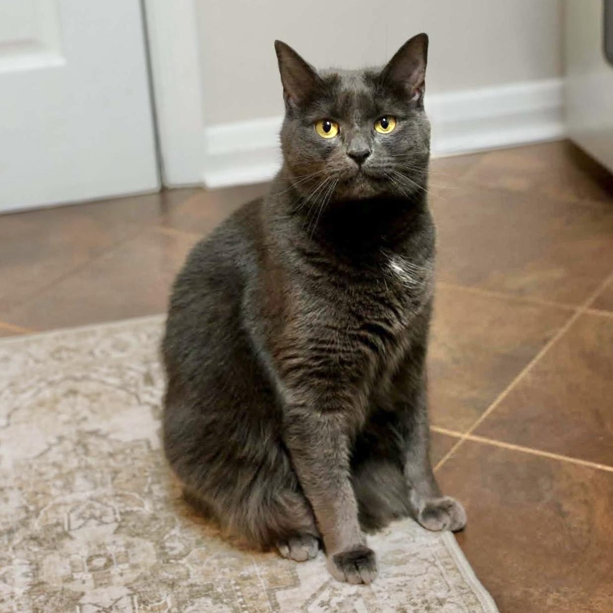 Blue, Adoptable, Adult Male Domestic Short Hair.