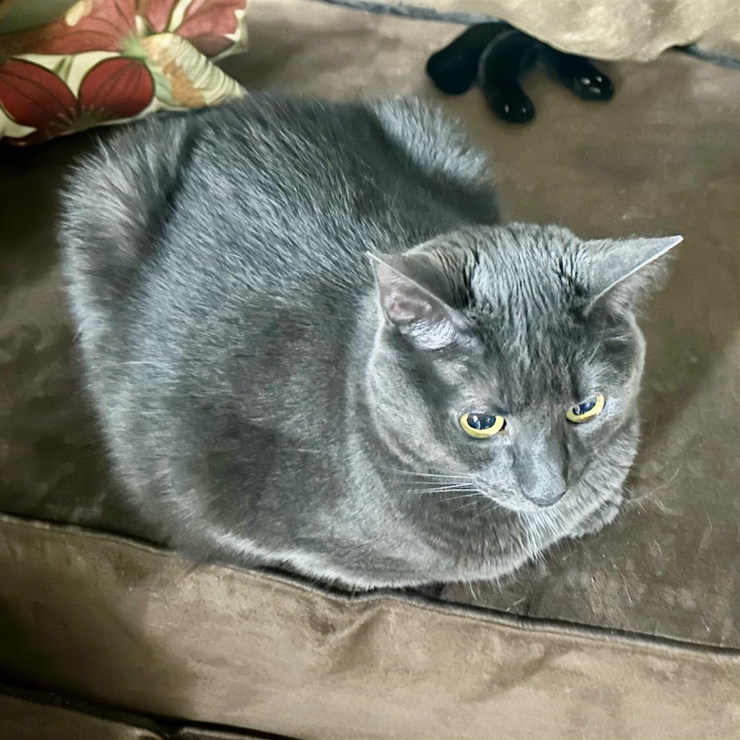 Enlarge Blue, a Adoptable Domestic Short Hair in Pittstown, NJ image 3/4